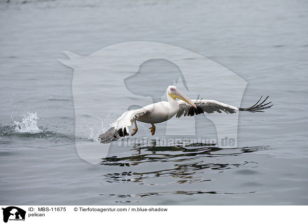 Pelikan / pelican / MBS-11675
