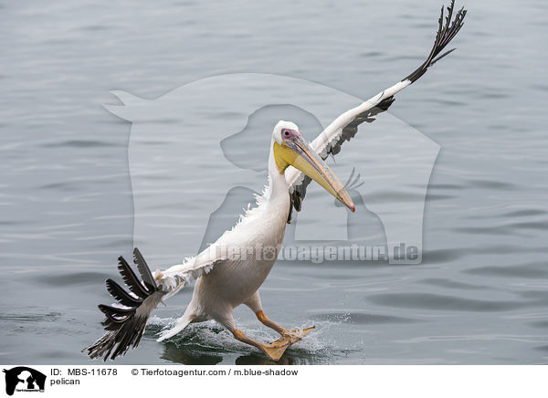 Pelikan / pelican / MBS-11678