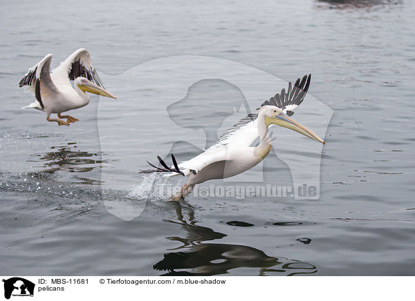 Pelikane / pelicans / MBS-11681