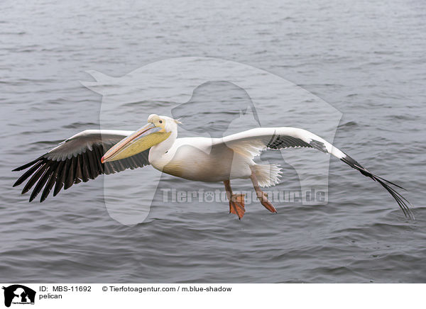 pelican / MBS-11692