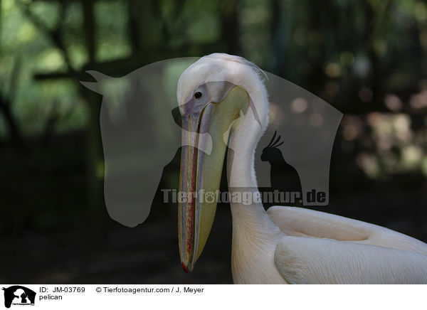 Pelikan / pelican / JM-03769