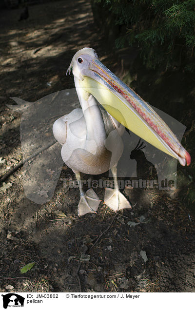 Pelikan / pelican / JM-03802