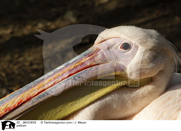 Pelikan / pelican / JM-03809