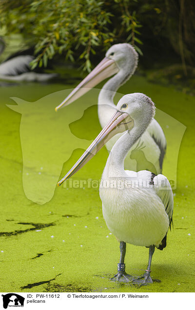 Pelikane / pelicans / PW-11612