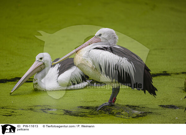 pelicans / PW-11613