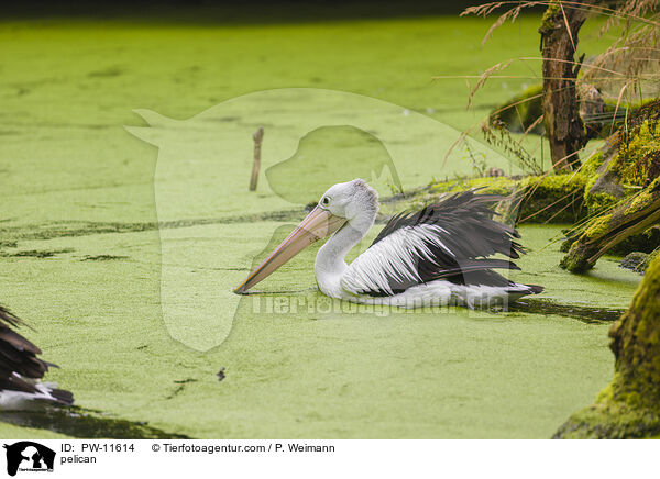 Pelikan / pelican / PW-11614