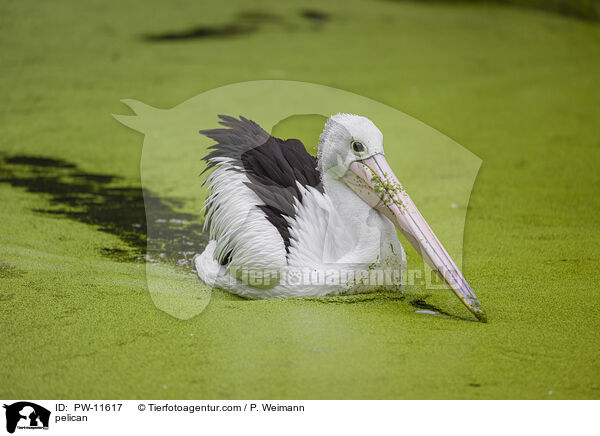 Pelikan / pelican / PW-11617