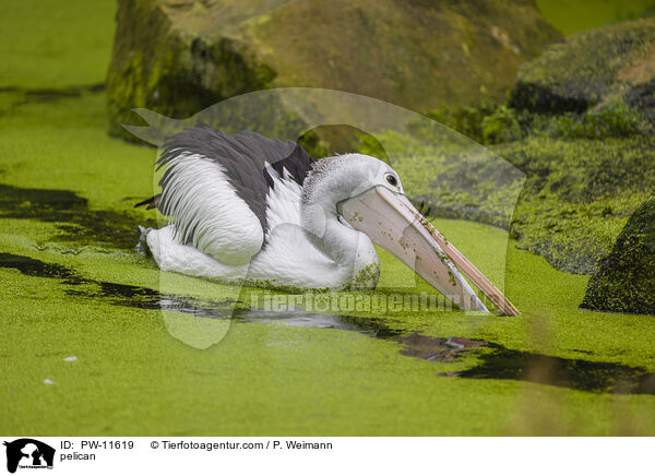 Pelikan / pelican / PW-11619