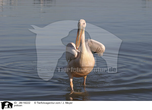 Pelikan / pelican / JM-18222