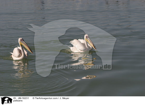 pelicans / JM-18231