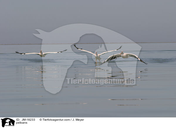 Pelikane / pelicans / JM-18233