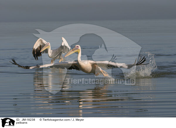 Pelikane / pelicans / JM-18238