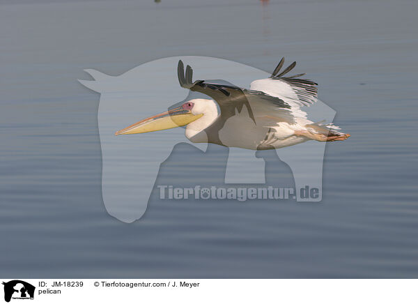 Pelikan / pelican / JM-18239