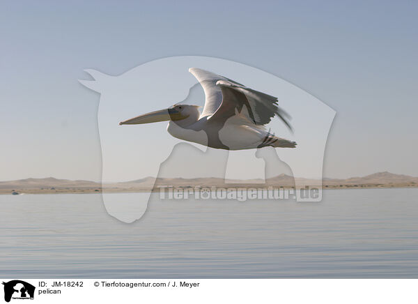Pelikan / pelican / JM-18242