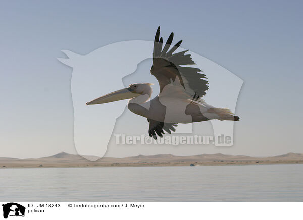Pelikan / pelican / JM-18243