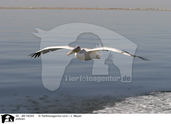 Pelikan / pelican / JM-18245
