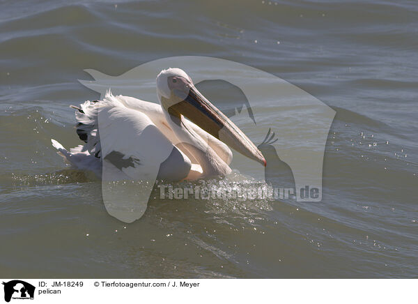 Pelikan / pelican / JM-18249