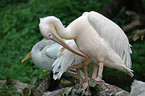 cleaning pelican