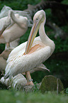 cleaning pelican