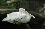 pelican