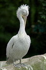 cleaning pelican