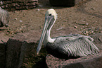 pelican