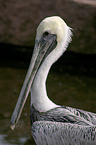 pelican portrait