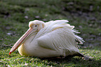 pelican