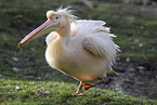 pelican