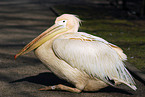 pelican