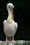 pelican