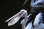 pelican