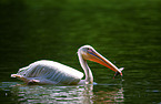 pelican