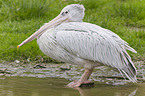 pelican