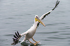 pelican