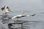 pelicans