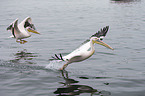 pelicans