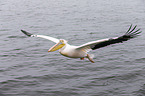 pelican