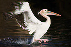 Pelican