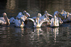 Pelicans