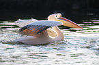 Pelican