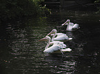 swimming Pelicans