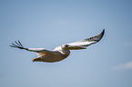 flying Pelican