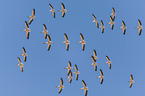 flying Pelicans