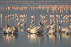 Pelicans and Flamingo