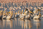 Pelicans and Flamingo