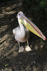 pelican