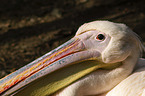 pelican