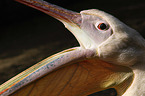 pelican