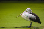 pelican